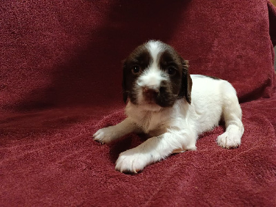 Les chiots de English Springer Spaniel