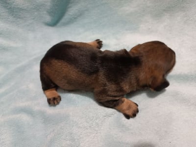 Les chiots de Teckel poil dur