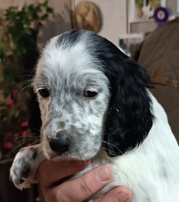 Les chiots de Setter Anglais