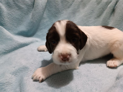 Les chiots de English Springer Spaniel