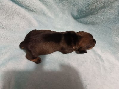 Les chiots de Teckel poil dur