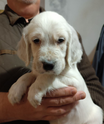 Les chiots de Setter Anglais