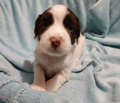 Les chiots de English Springer Spaniel