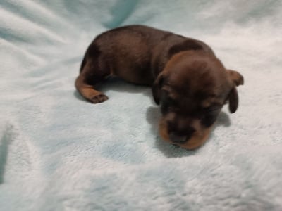 Les chiots de Teckel poil dur