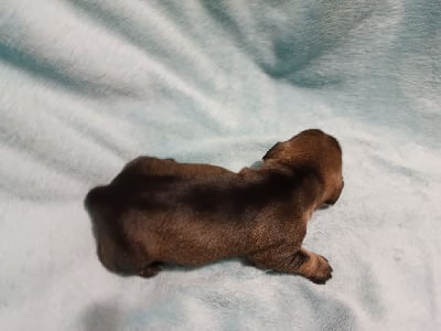 Les chiots de Teckel poil dur