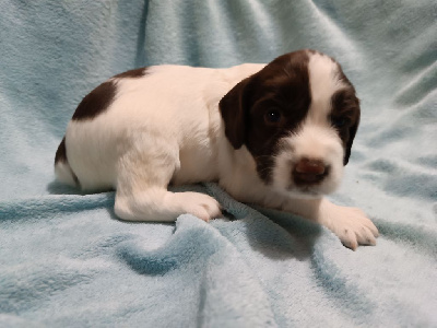 Les chiots de English Springer Spaniel