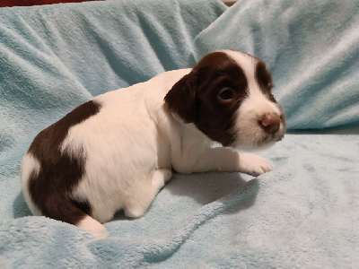 Les chiots de English Springer Spaniel