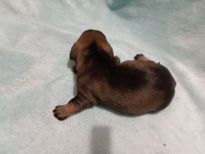 Les chiots de Teckel poil dur