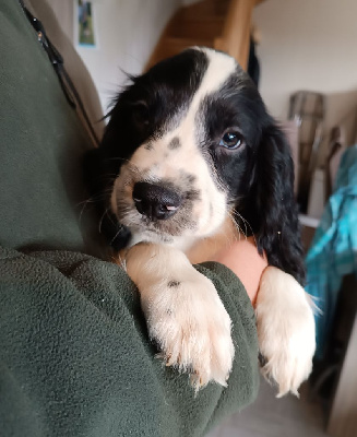 Les chiots de English Springer Spaniel