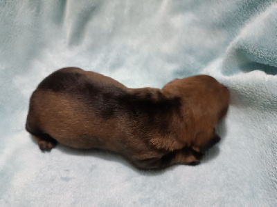 Les chiots de Teckel poil dur