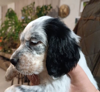 Les chiots de Setter Anglais