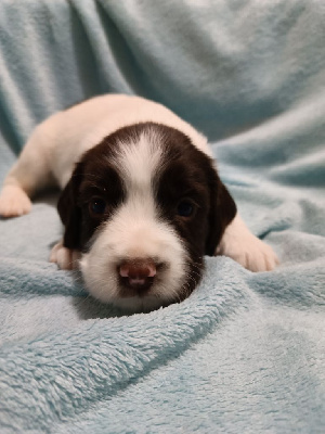 Les chiots de English Springer Spaniel