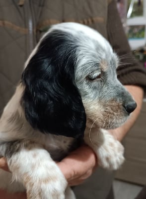 Les chiots de Setter Anglais