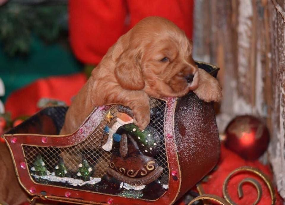 Mèden Âgan Machistador