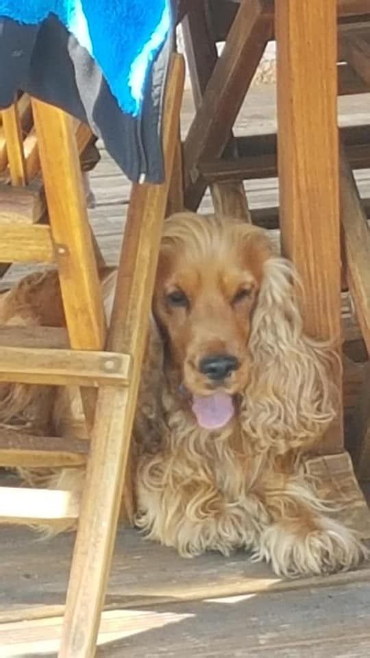 Mèden Âgan Machistador