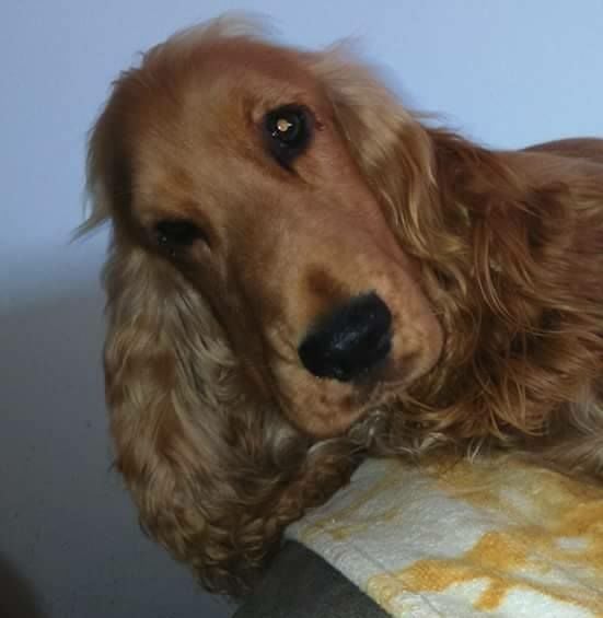 Mèden Âgan Machistador