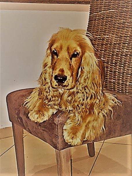 Mèden Âgan Machistador