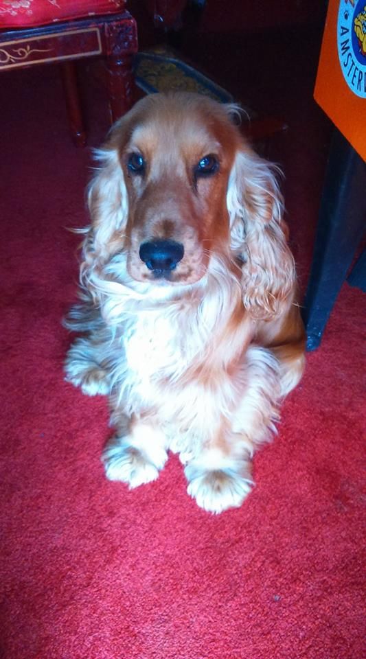 Mèden Âgan Machistador