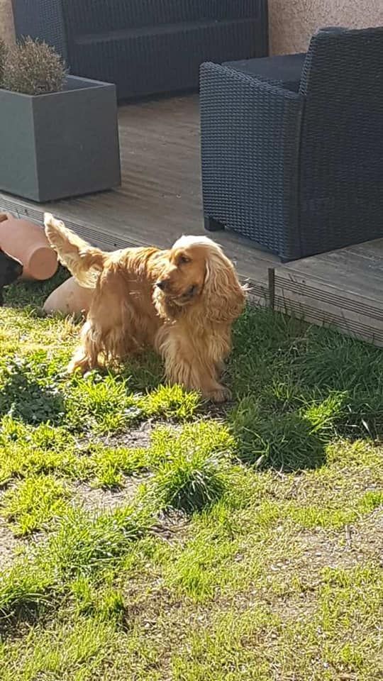 Mèden Âgan Machistador