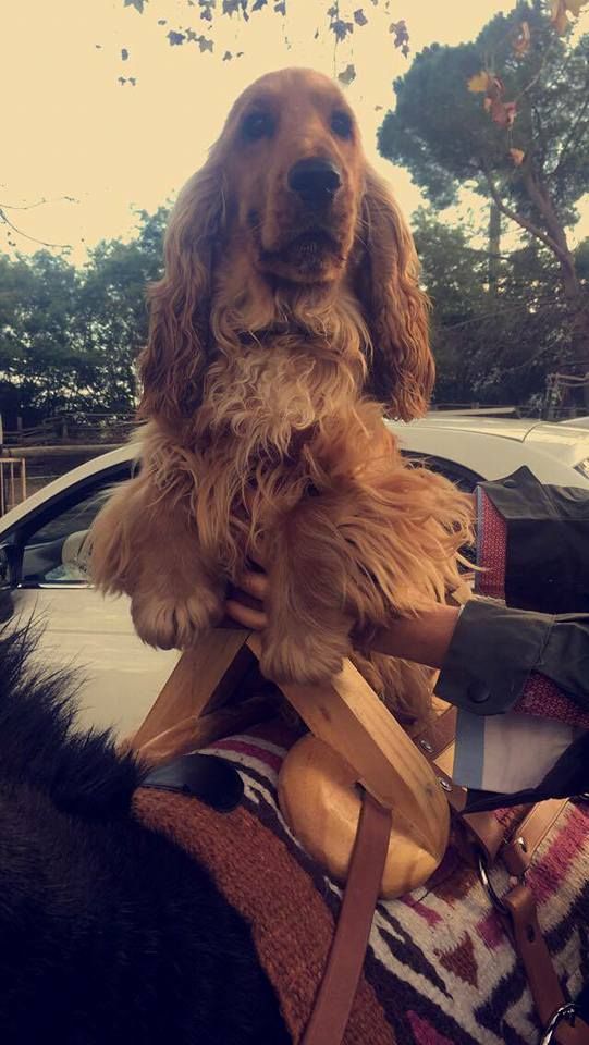 Mèden Âgan Machistador