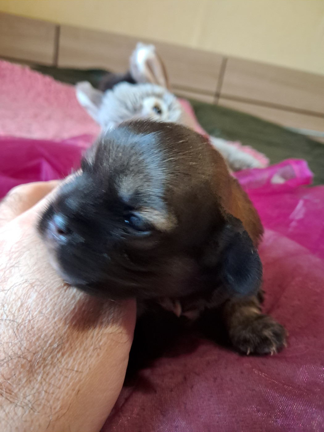 CHIOT collier rose - Epagneul tibetain