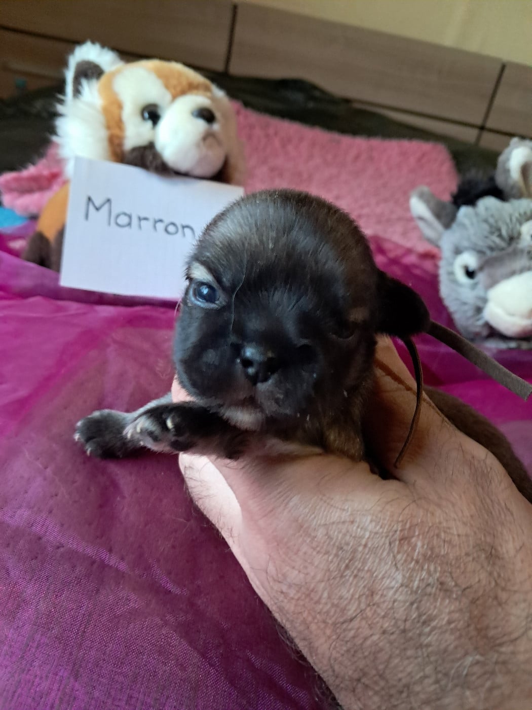 CHIOT collier marron - Epagneul tibetain