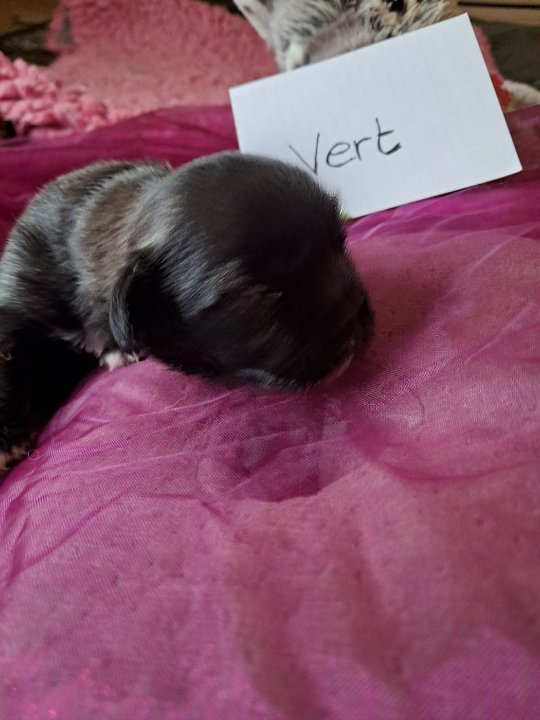 CHIOT collier vert - Epagneul tibetain