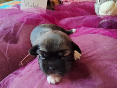 Les chiots de Epagneul tibetain