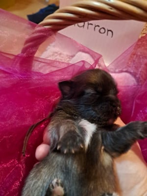 Les chiots de Epagneul tibetain