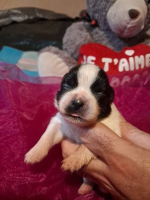 Les chiots de Epagneul tibetain