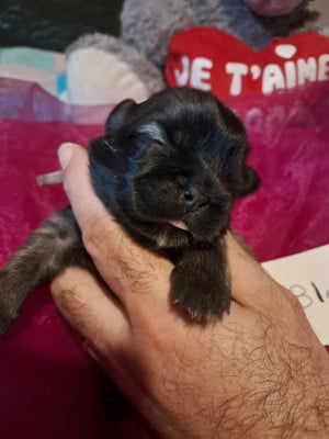 Les chiots de Epagneul tibetain