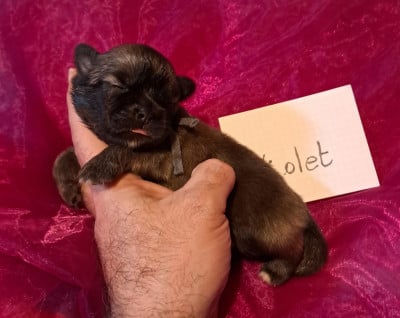 Les chiots de Epagneul tibetain