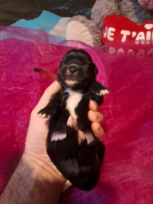 Les chiots de Epagneul tibetain