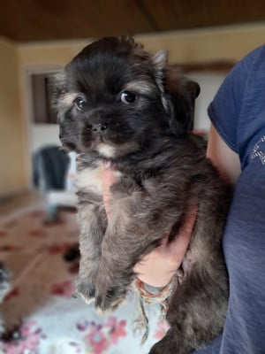 Les chiots de Epagneul tibetain