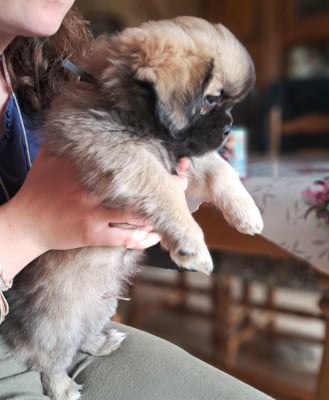 Les chiots de Epagneul tibetain