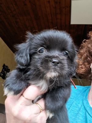 Les chiots de Epagneul tibetain