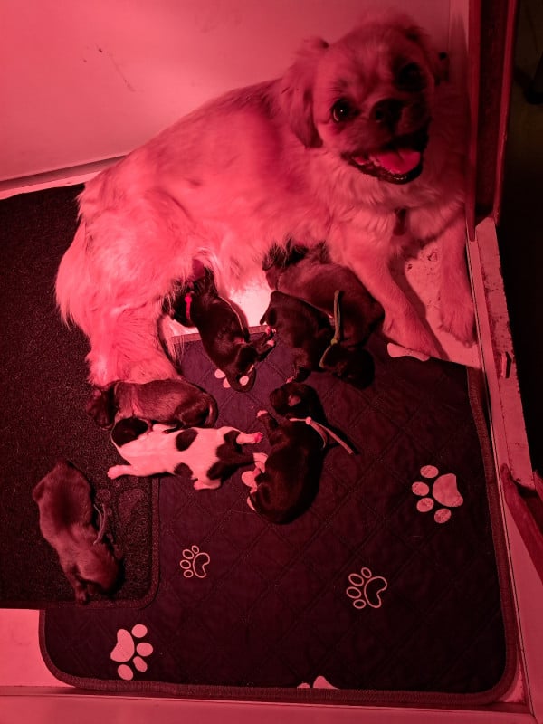 Epagneul tibetain - Du Jardin D'Holly