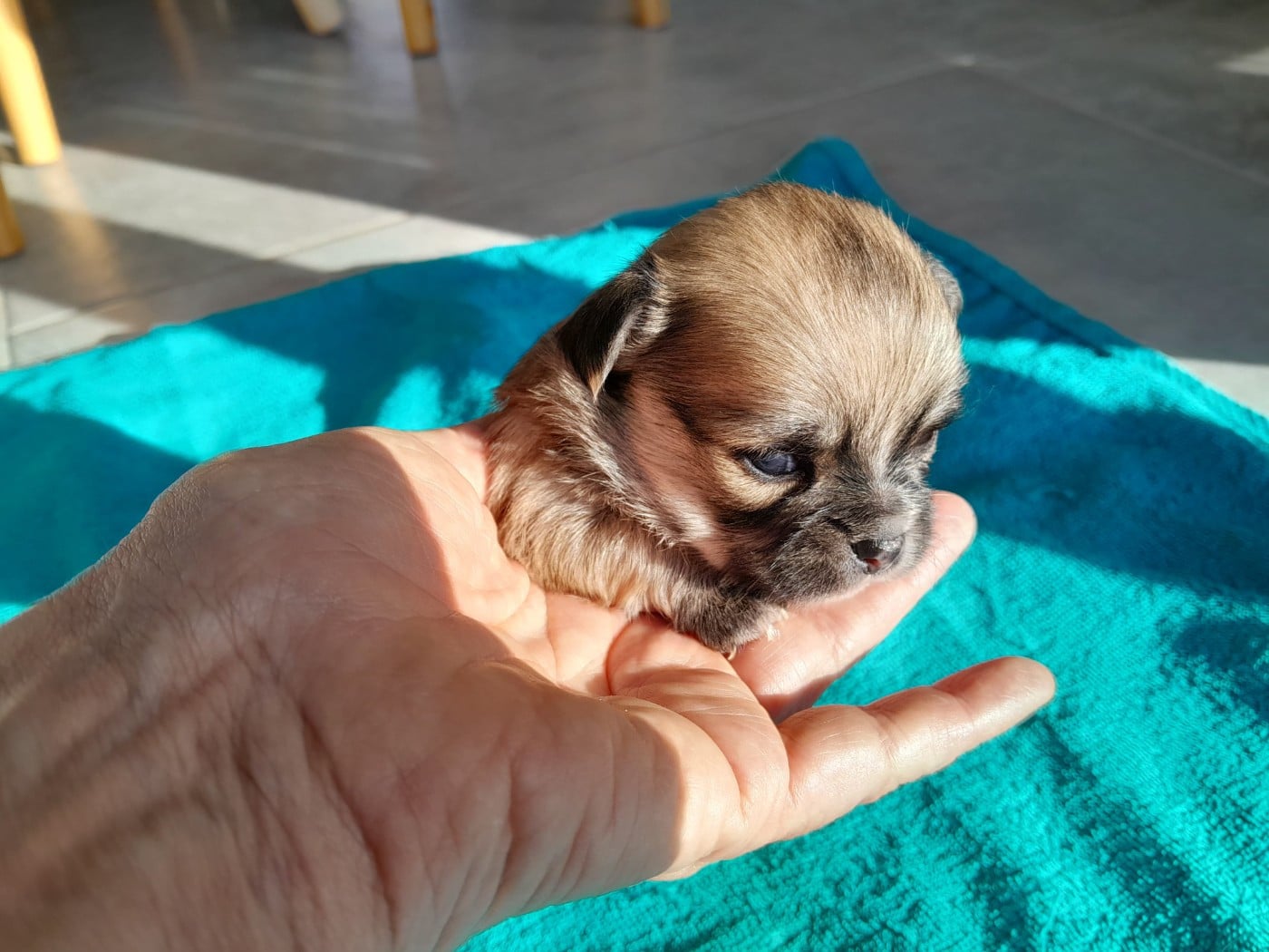 Chiot N°2