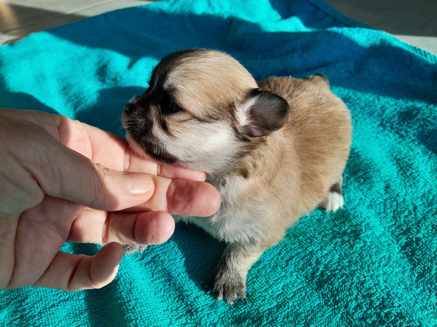 Chiot N°2