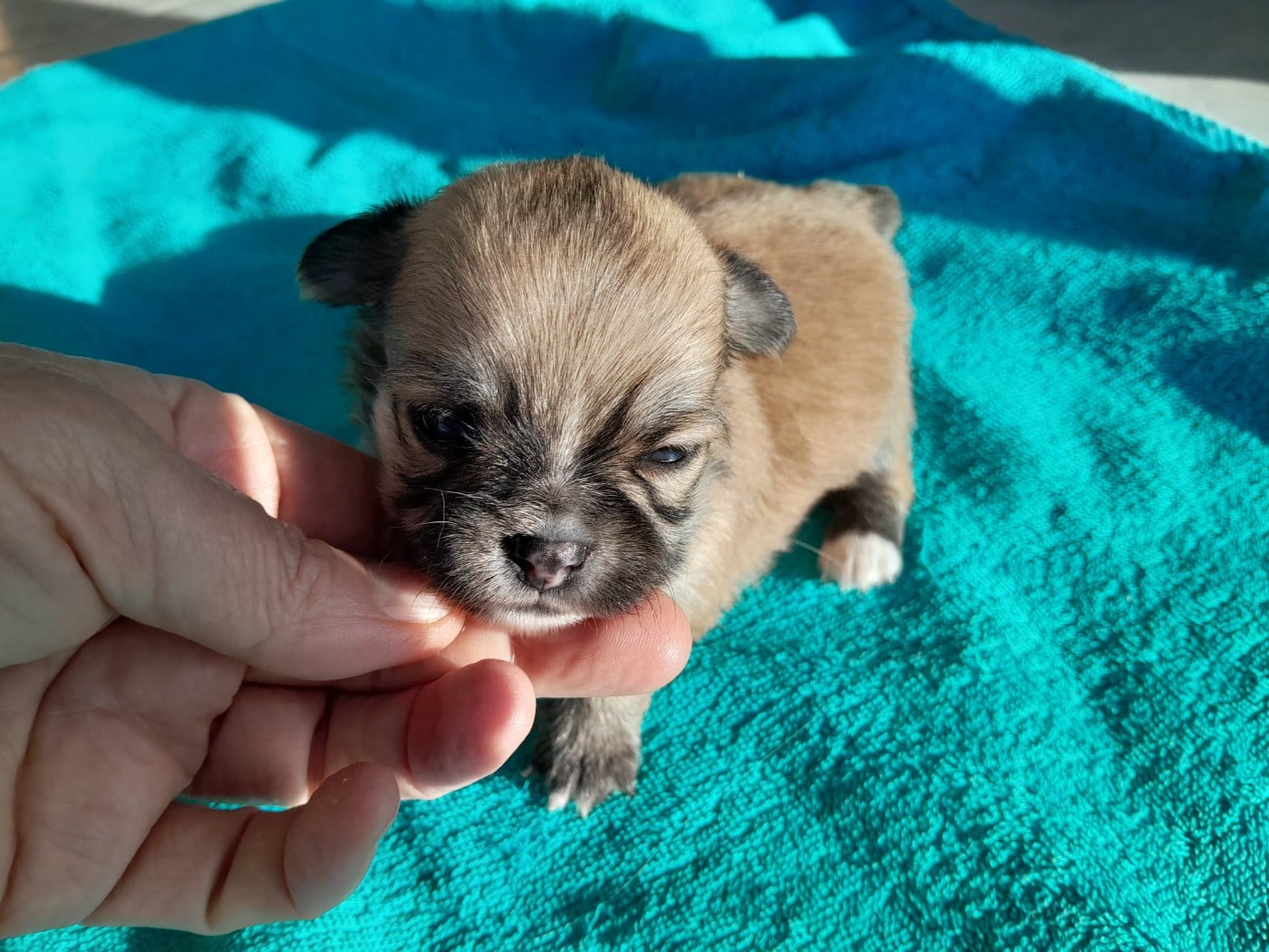 Chiot N°2
