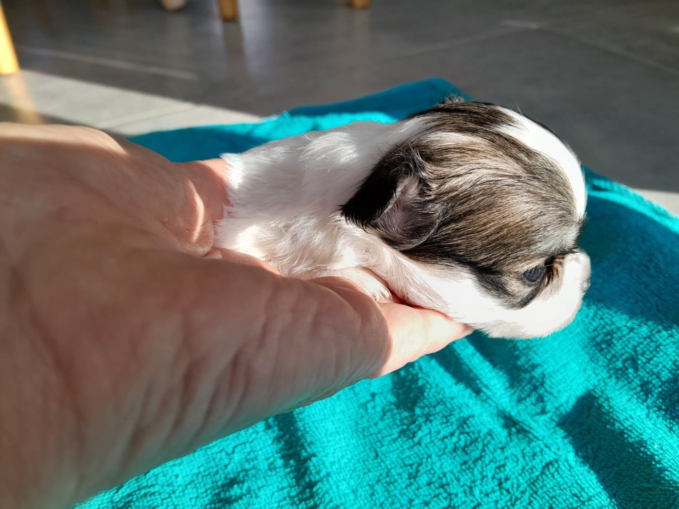 Chiot N°4