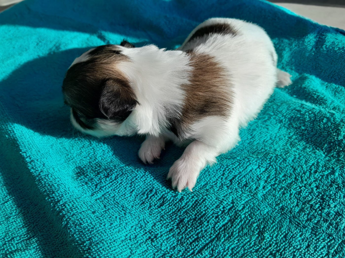 Chiot N°4