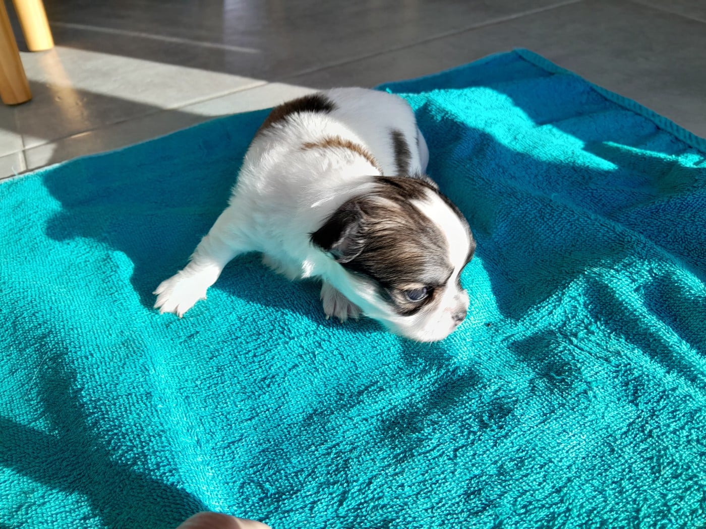 Chiot N°4