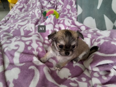 Les chiots de Chihuahua