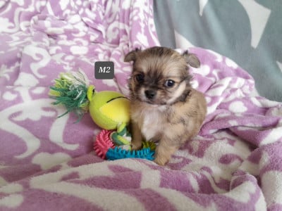 Les chiots de Chihuahua