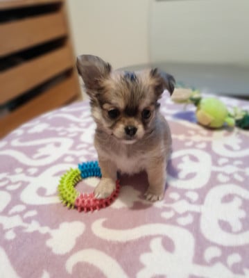 Les chiots de Chihuahua