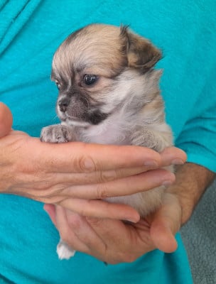 Les chiots de Chihuahua