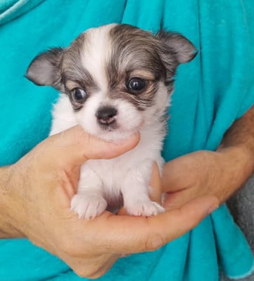 Les chiots de Chihuahua