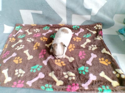 Les chiots de Chihuahua