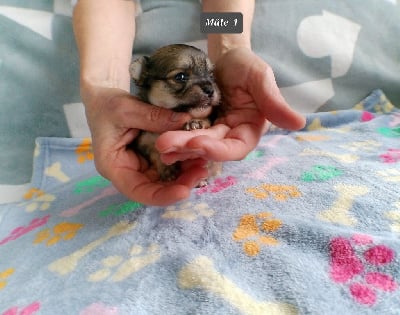 Les chiots de Chihuahua